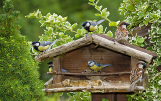 Baumgesellschaft | Baumblog | Sind Vogelhäuser sinnvoll