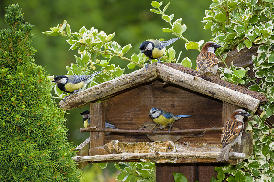 Baumgesellschaft | Baumblog | Sind Vogelhäuser sinnvoll