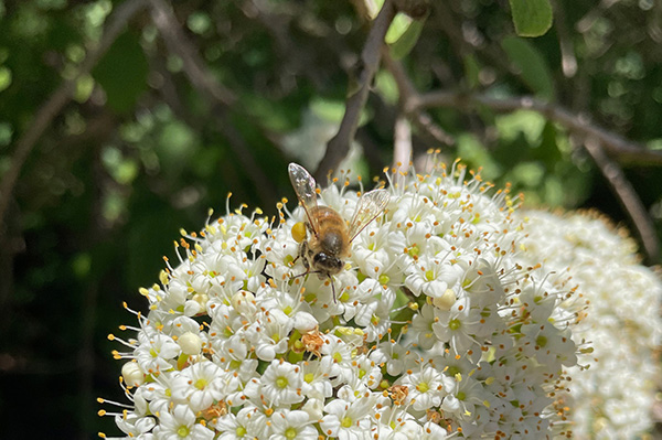 baumgesellschaft-beitrag-insekten-biene-nahrung-pollen