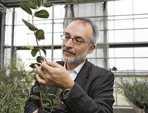 Stefano Mancuso „Die Intelligenz der Pflanzen“
