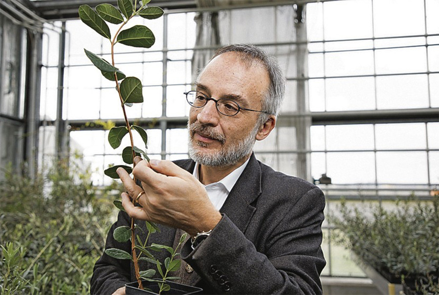 Baumgesellschaft-Buchempfehlung-Stefano Mancuso-Die Intelligenz der Pflanzen-Beitragsbild