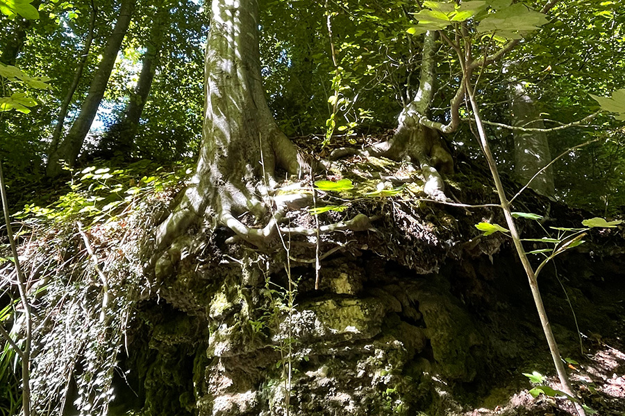 Baumgesellschaft-Beitrag Der Wald und der Mensch-Schutzwald-Naturgefahren-Erosion
